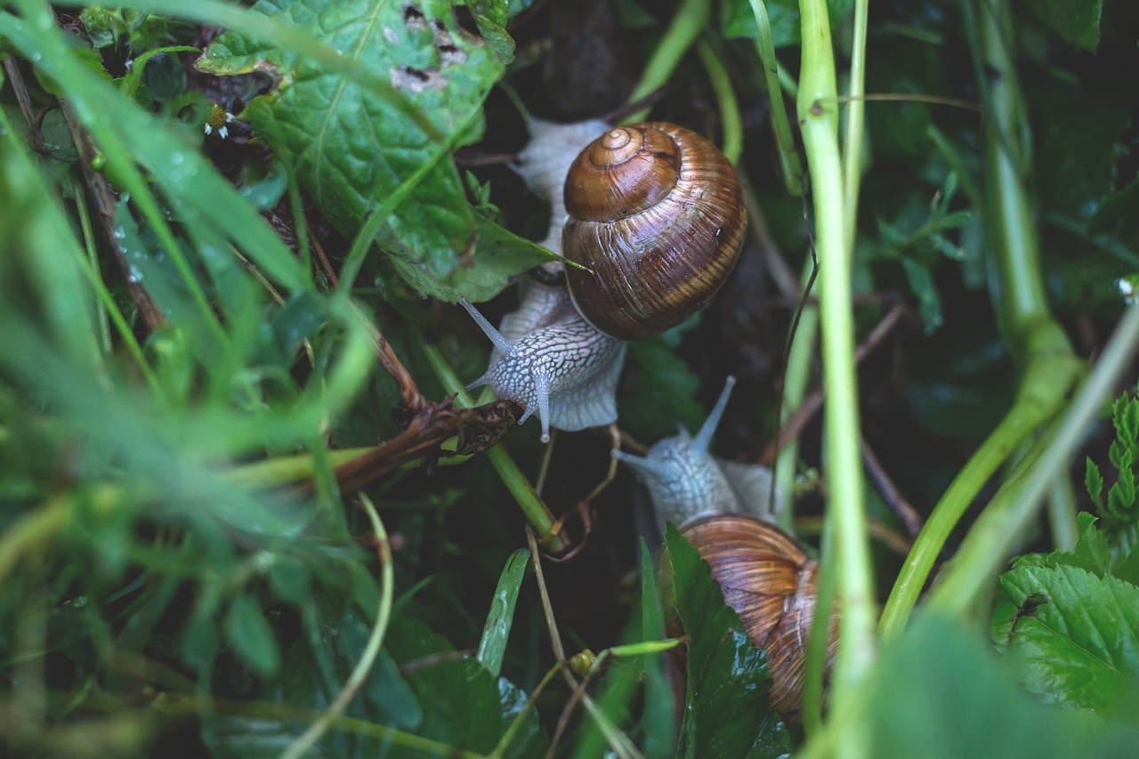 close-up gastropod invertebrate free photo