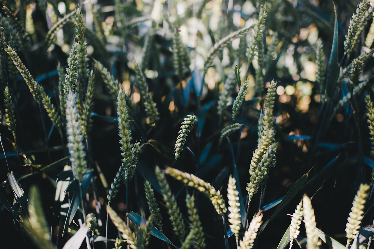 close-up field grass free photo