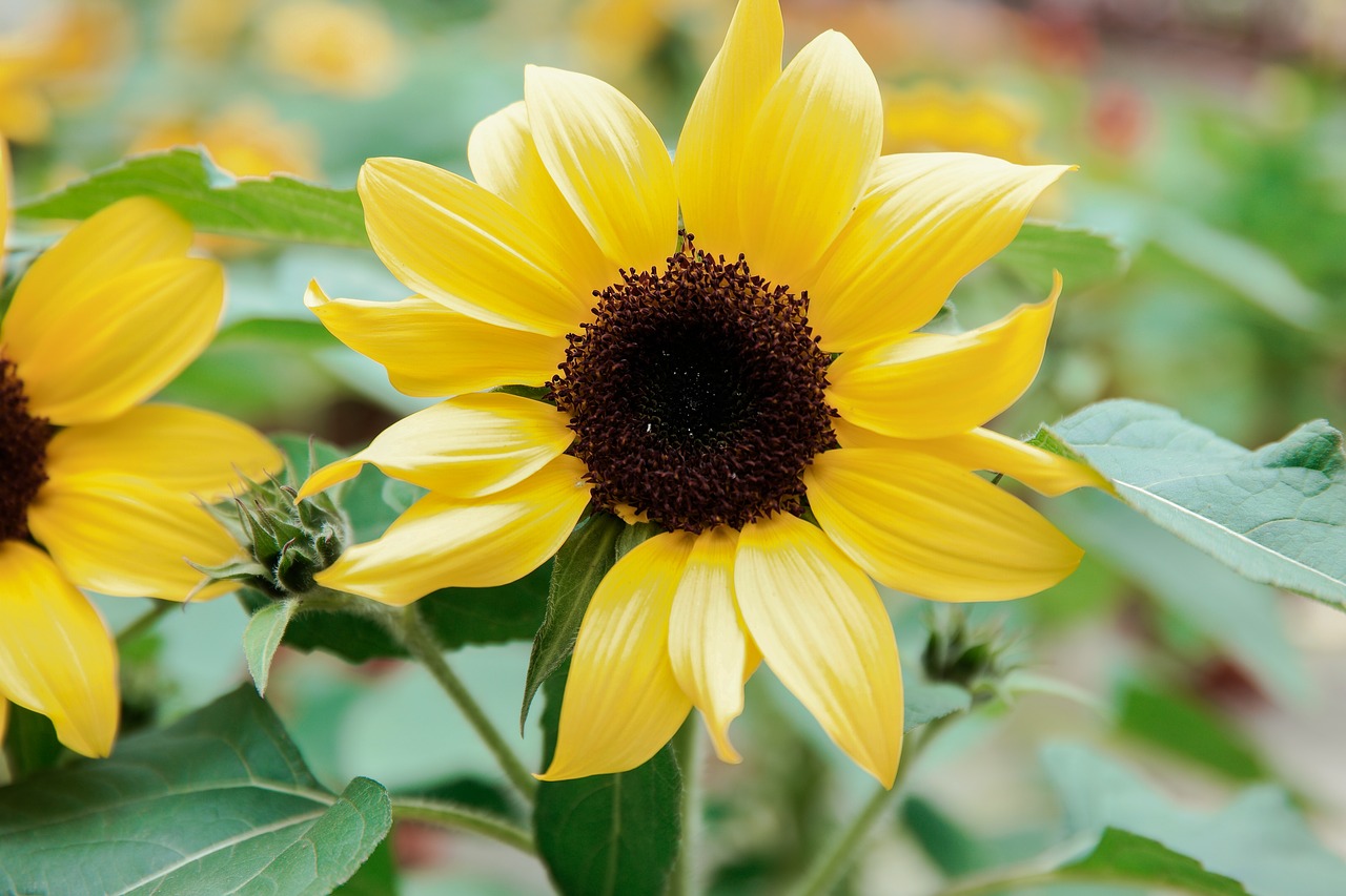 close up nature plant free photo