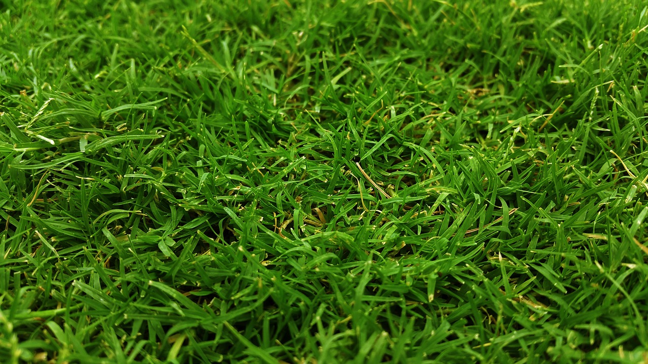 close-up field grass