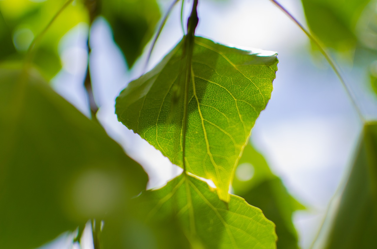 close-up green leaves free photo