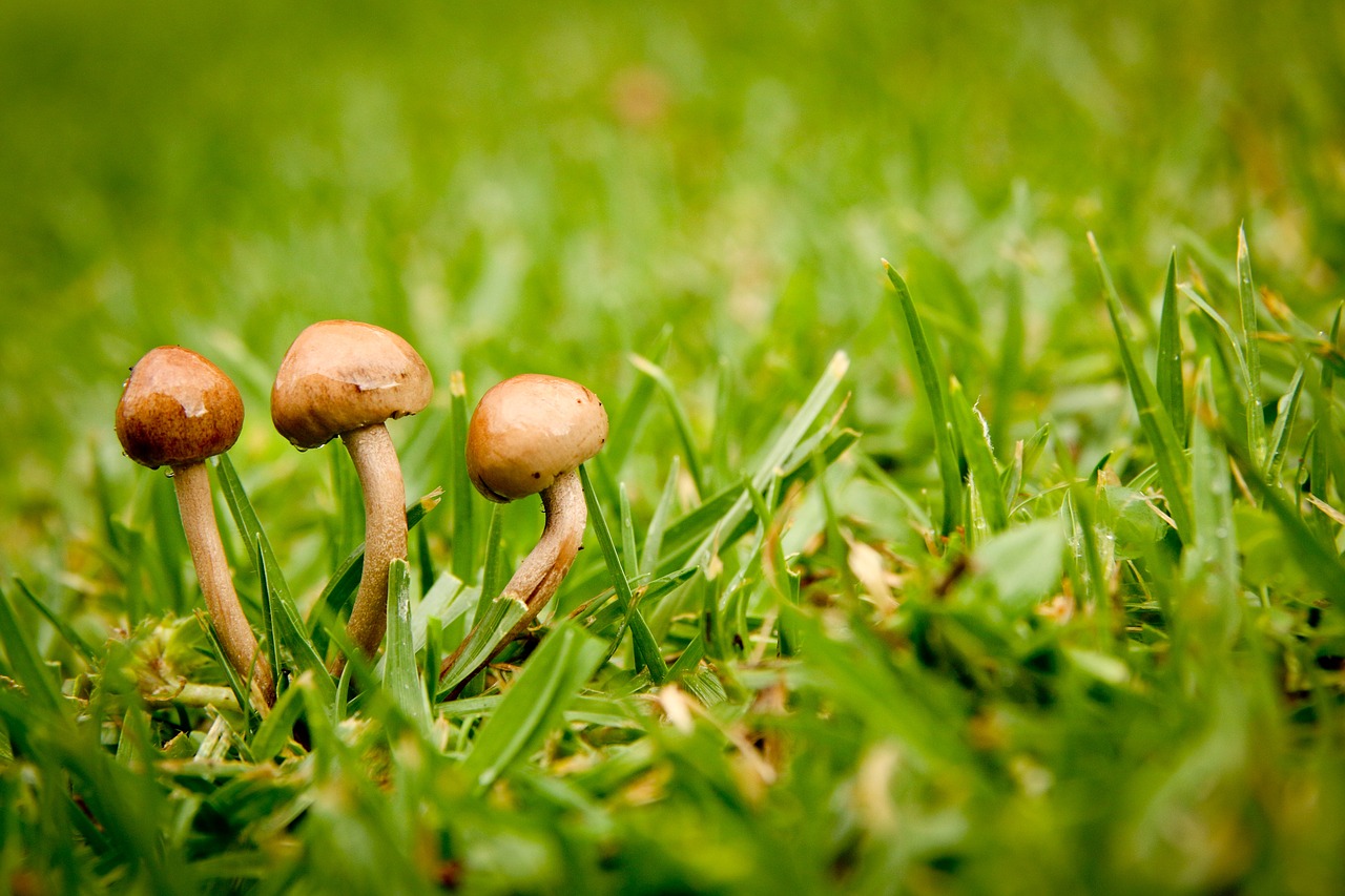 close-up field fungus free photo