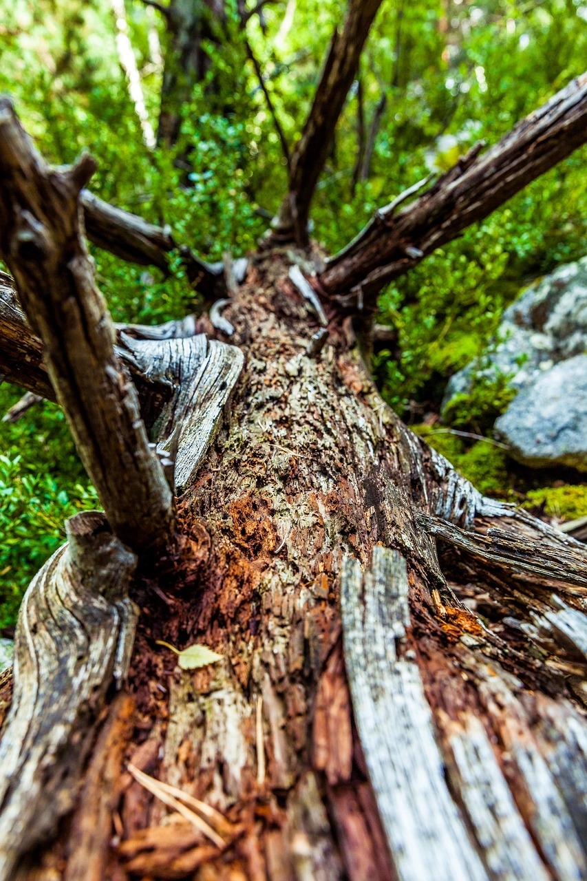 close-up log outdoors free photo