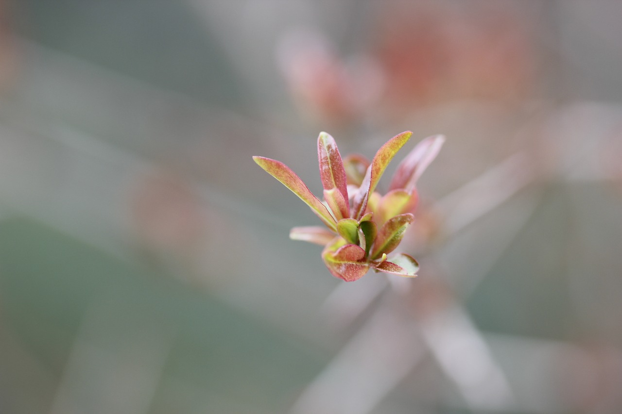 close-up background macro free photo