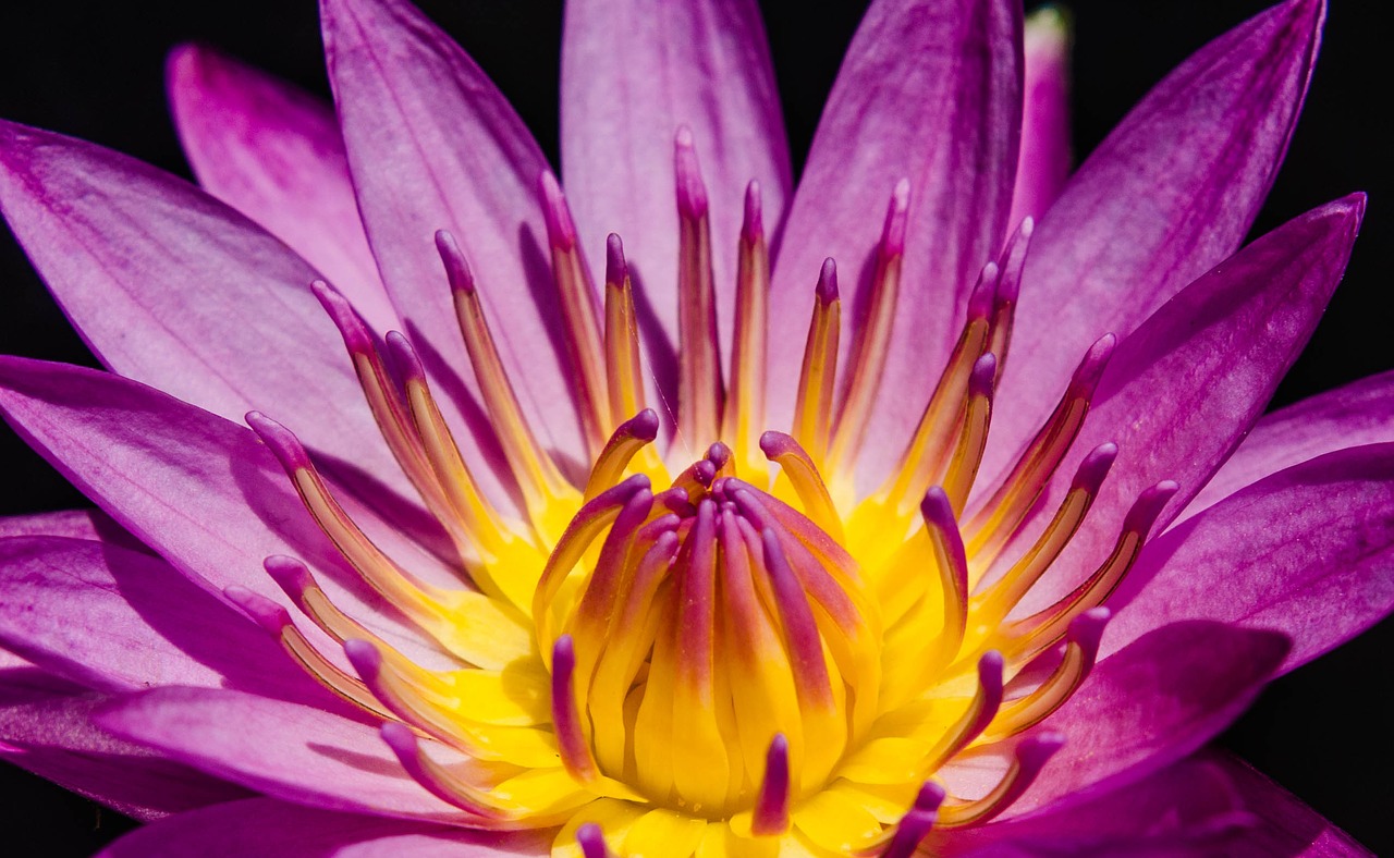 close up close up of water lily pretty purple water lily free photo