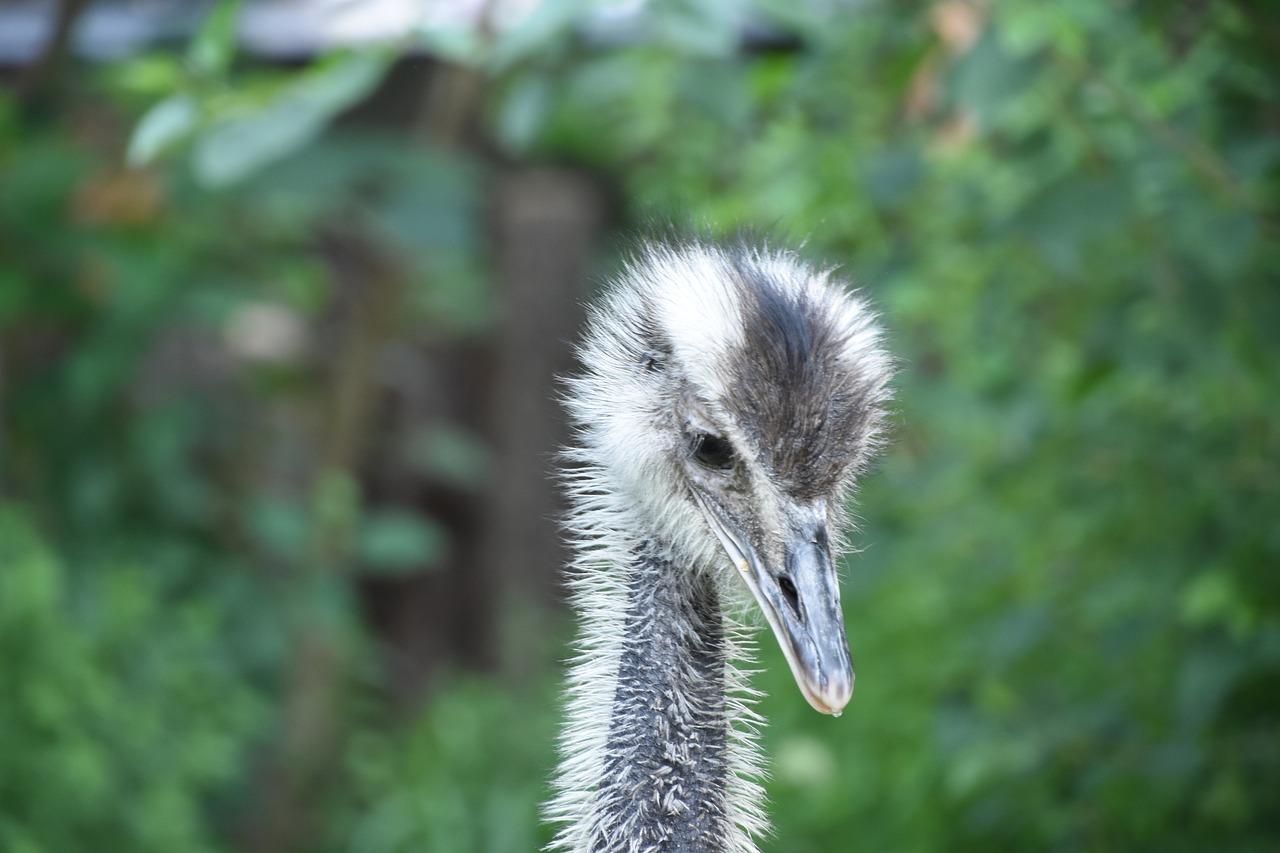 close-up head the ostrich free photo
