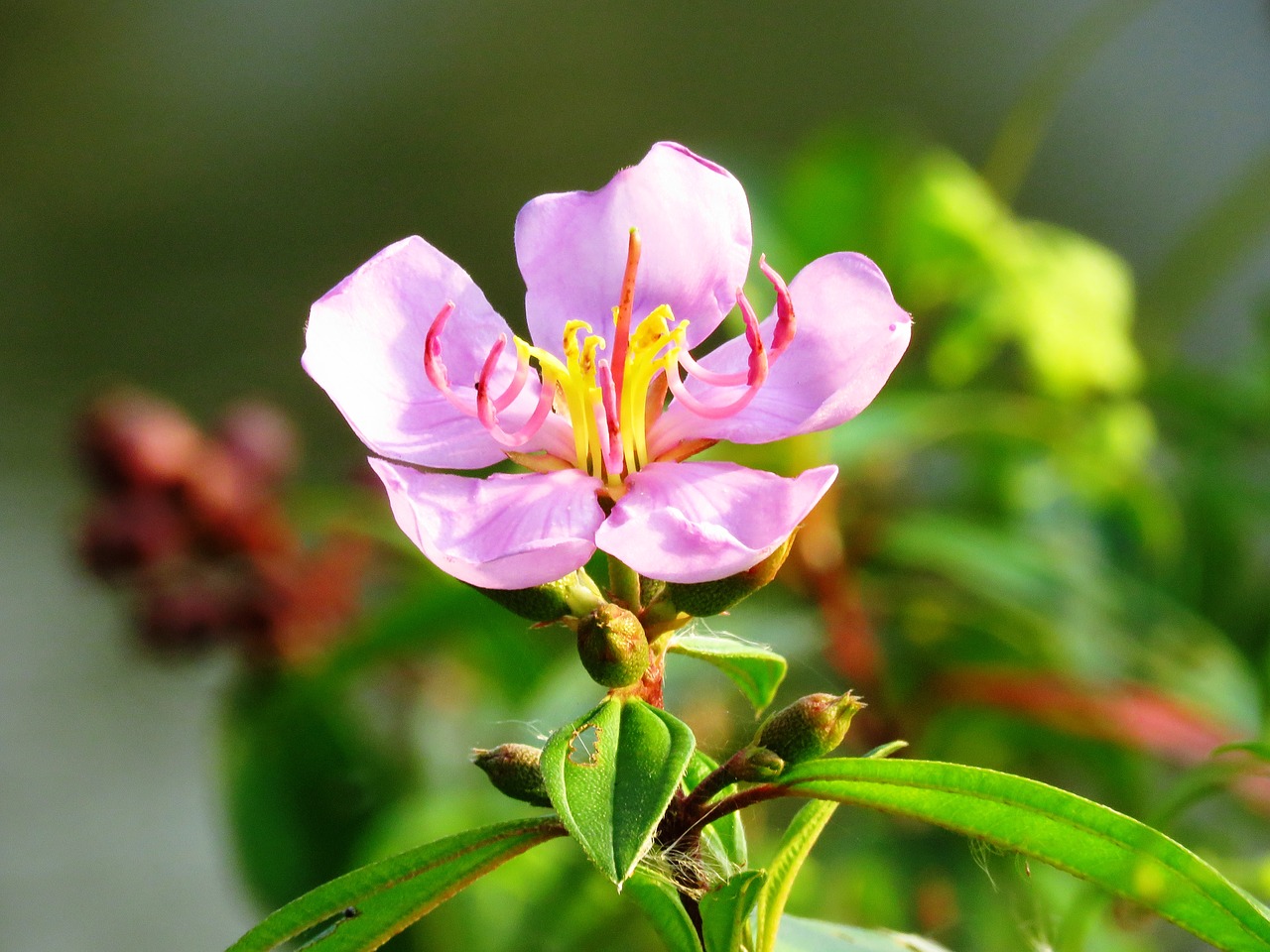 close up macro flower free photo