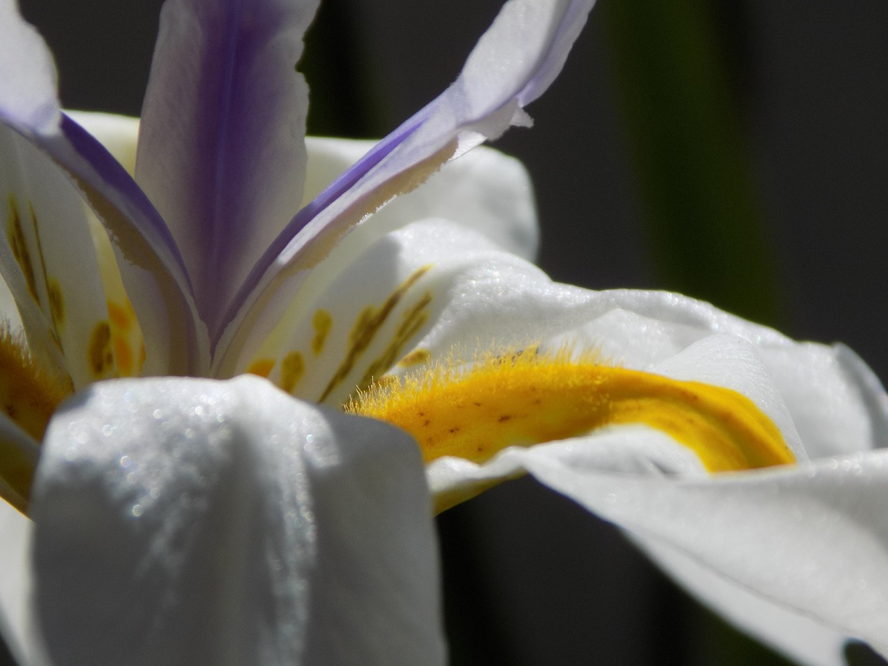 close up flower plant free photo