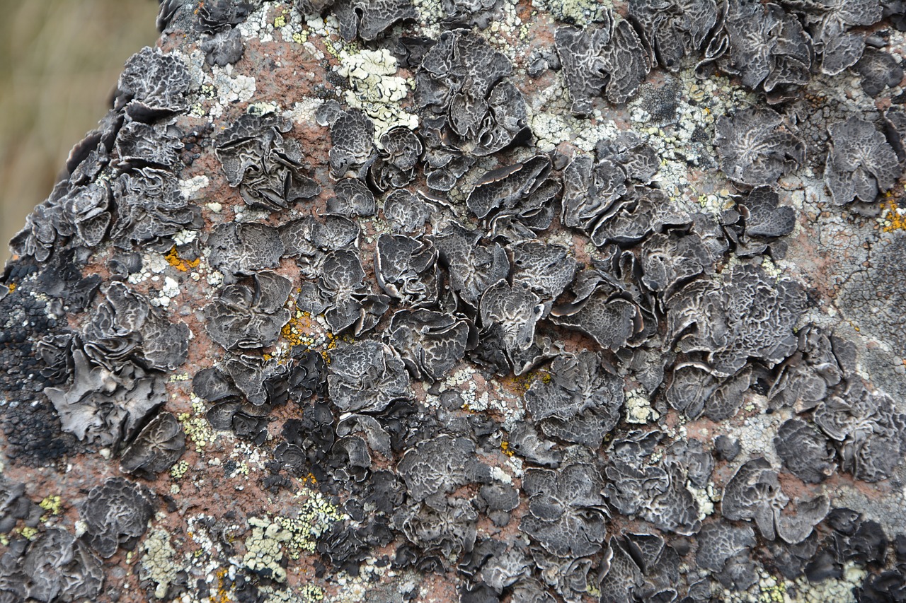 close-up macro lichen rock free photo