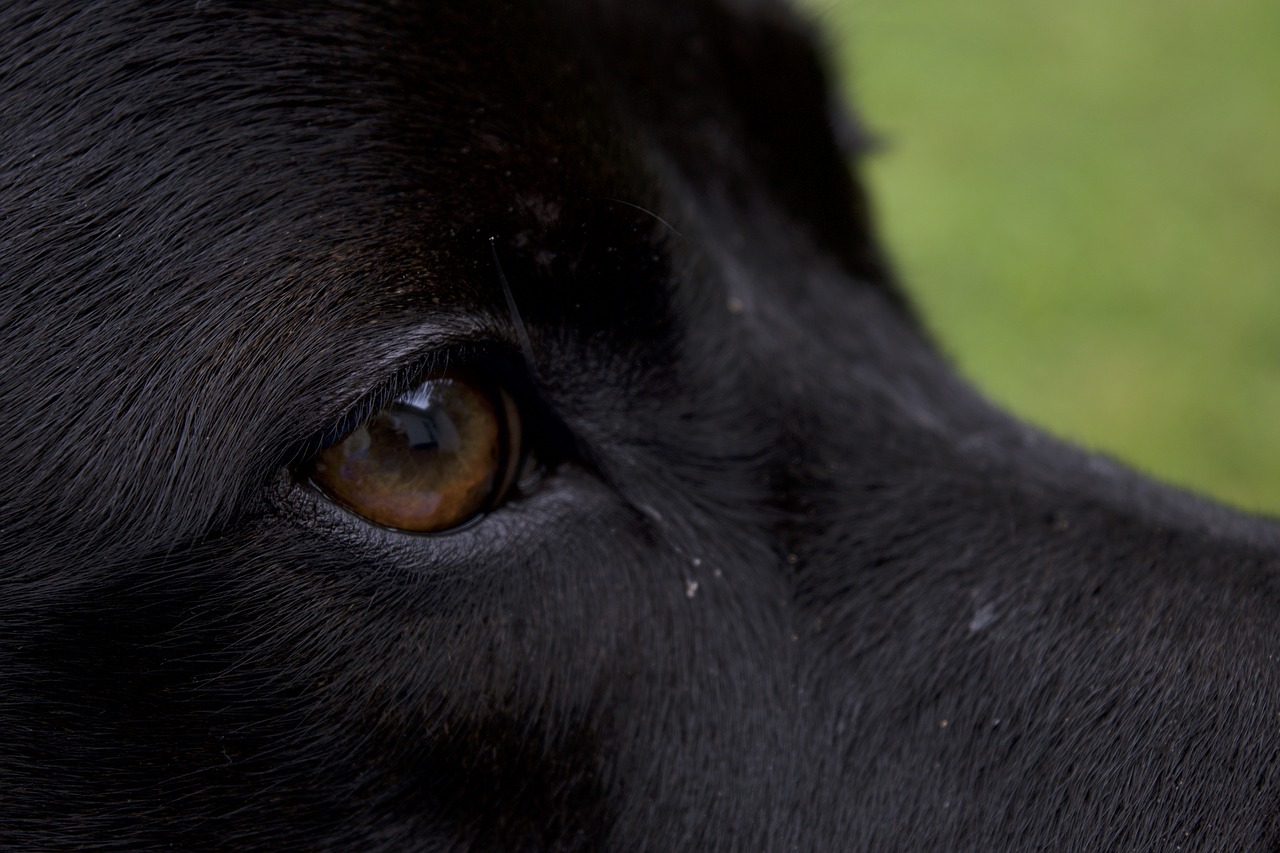 close up dog eye free photo