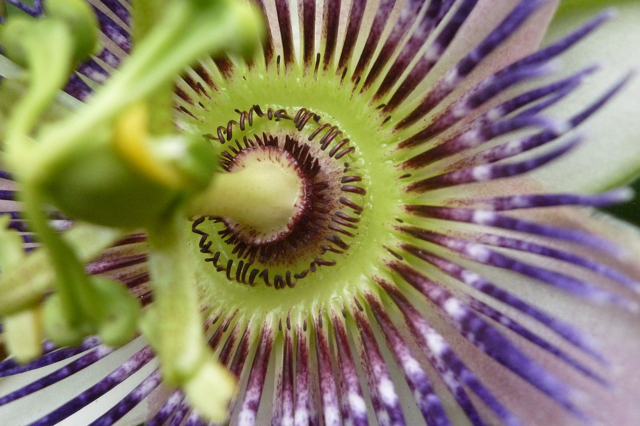 close up flower nature free photo