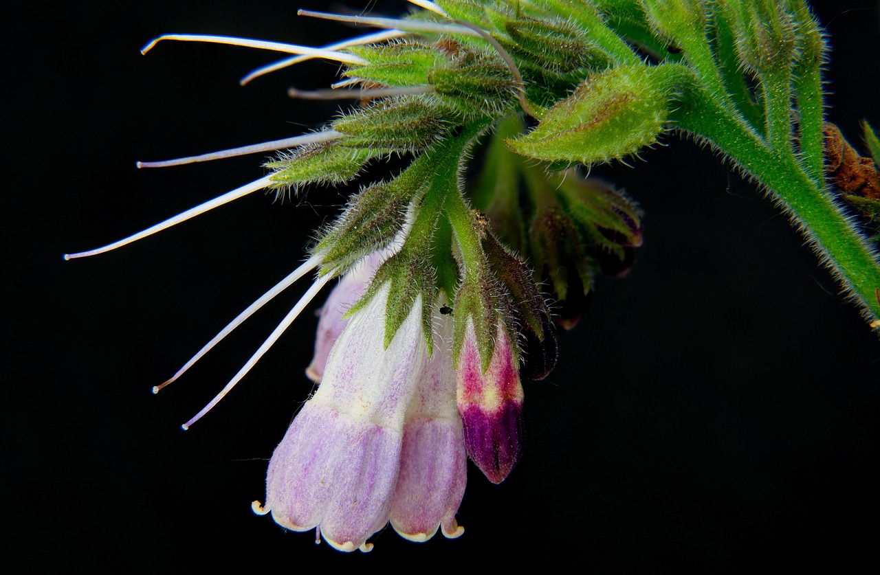 close up  macro  flower free photo