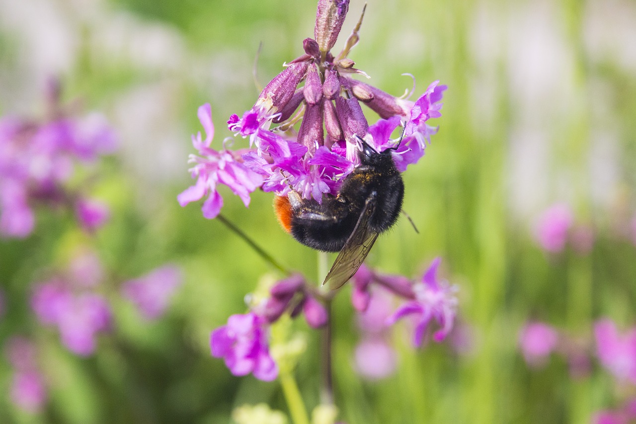 close up  summer  pollination free photo