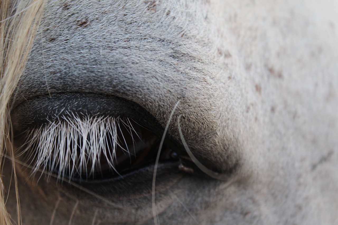 close up  eye  horse free photo