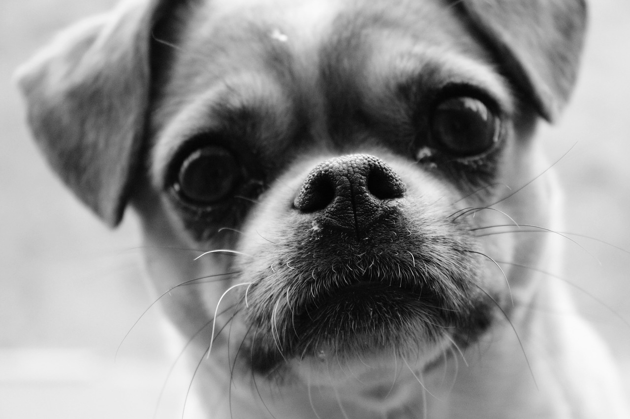 close up  dog  small free photo