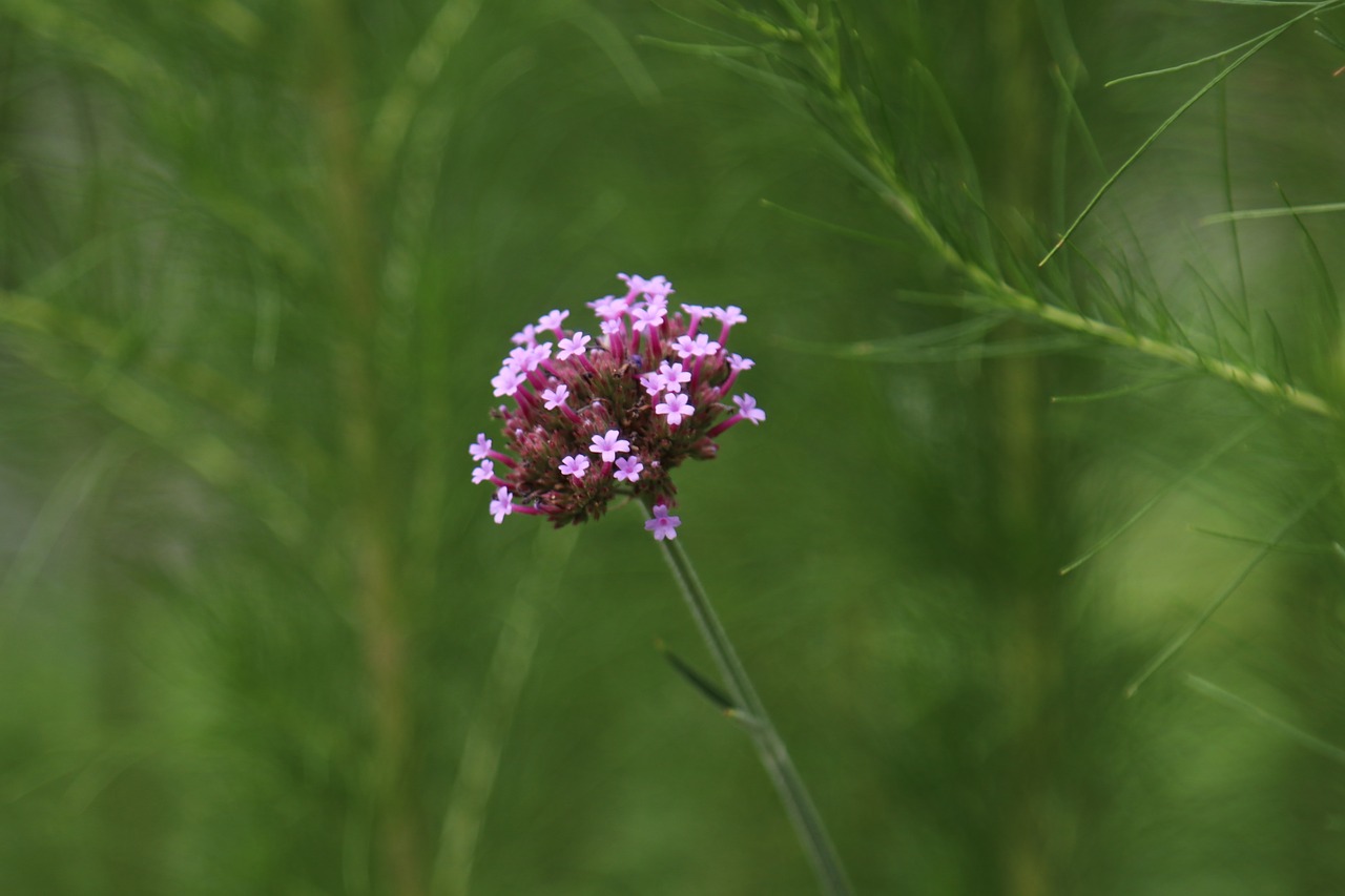 close up  flower  nature free photo