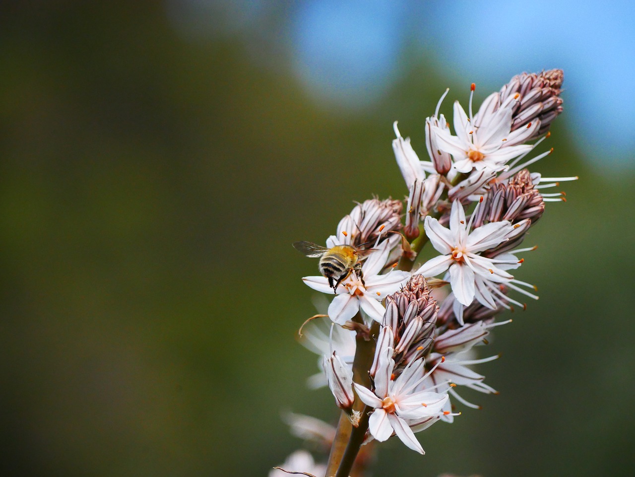 close up  blossom  bloom free photo