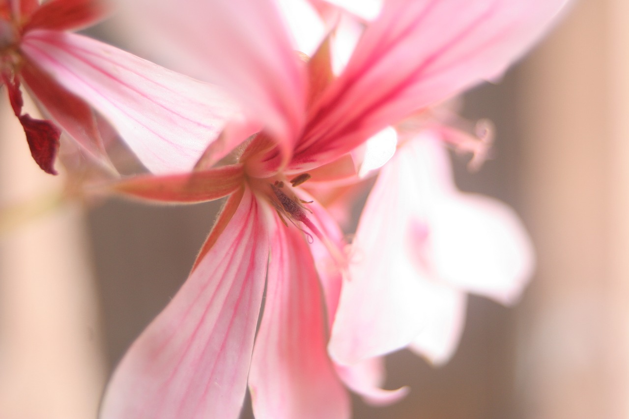 close up  detail  blossom free photo