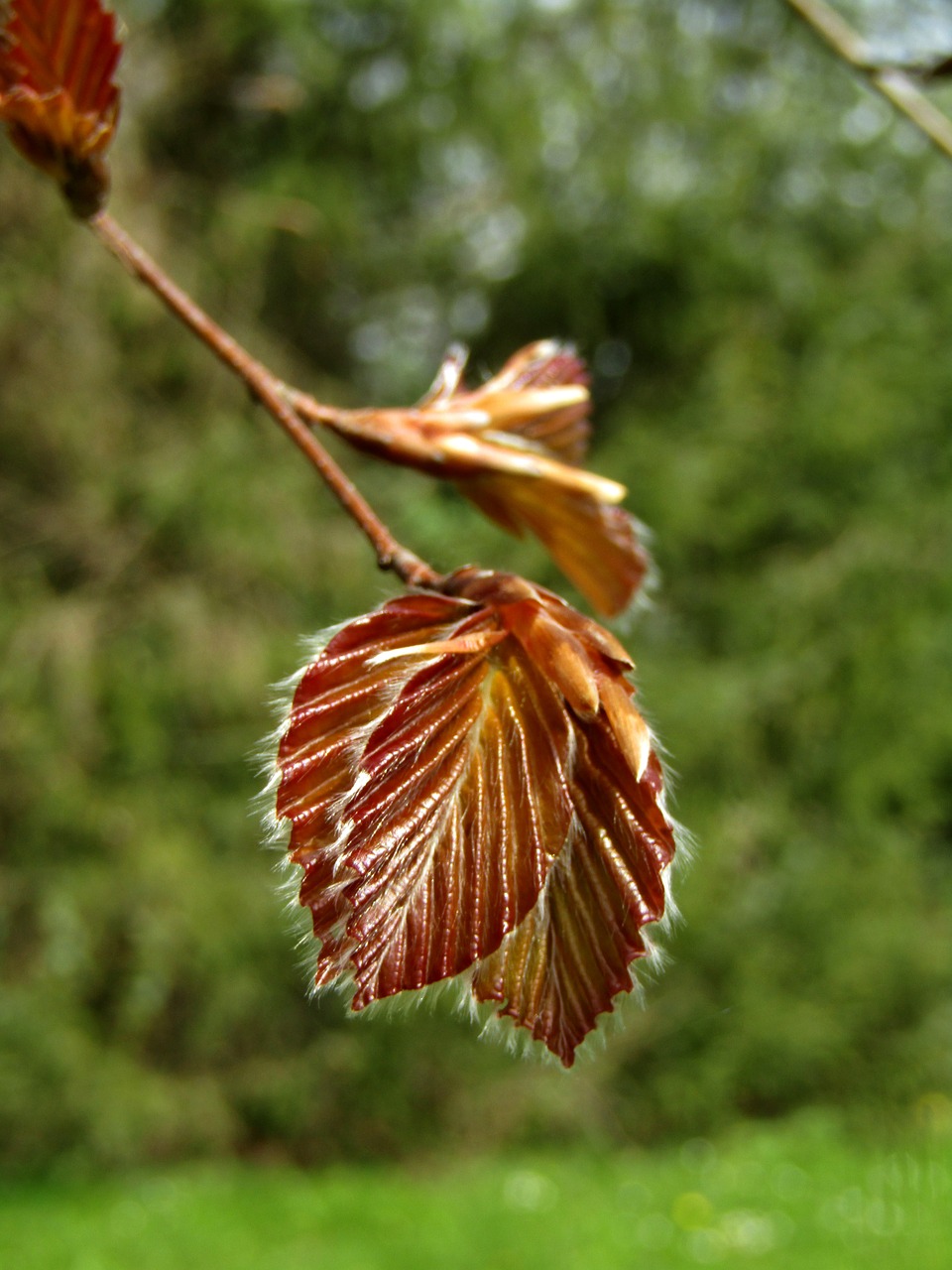 close up  leaf  tree free photo