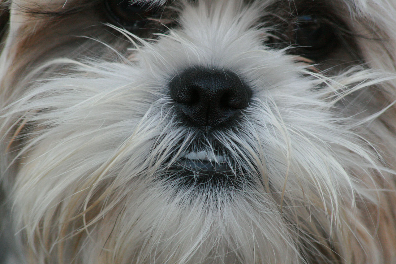 shih tzu puppy free photo