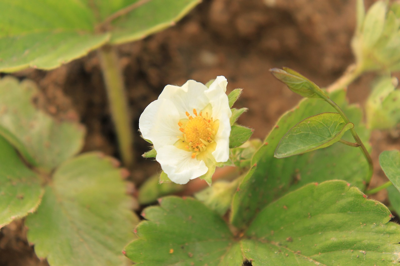 close-up flowers strawberry free photo