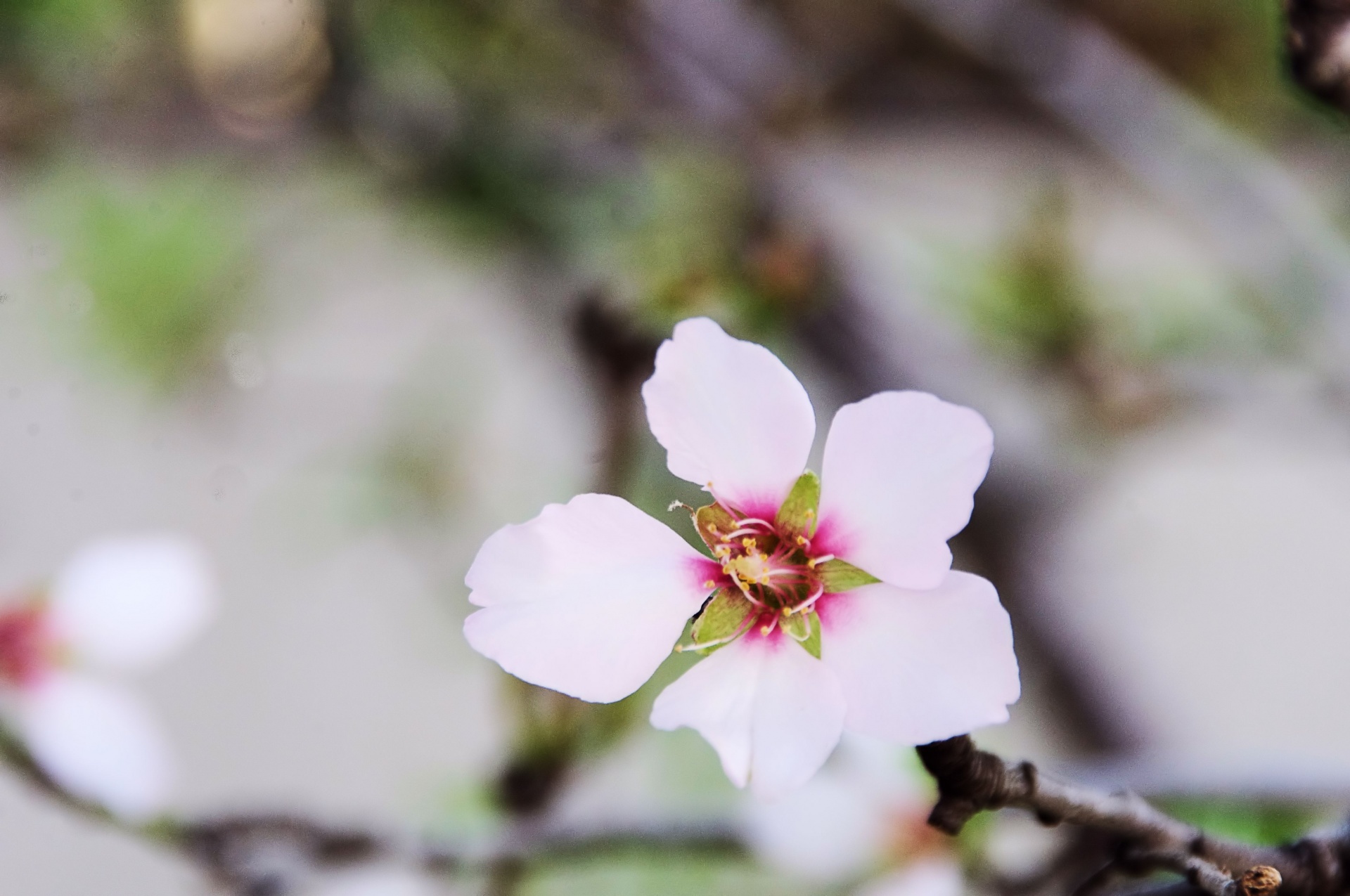 close-up almond blossoms free photo