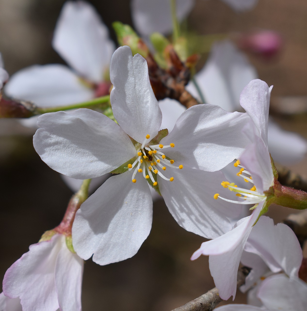 close-up cherry blossom wild cherry cherry free photo