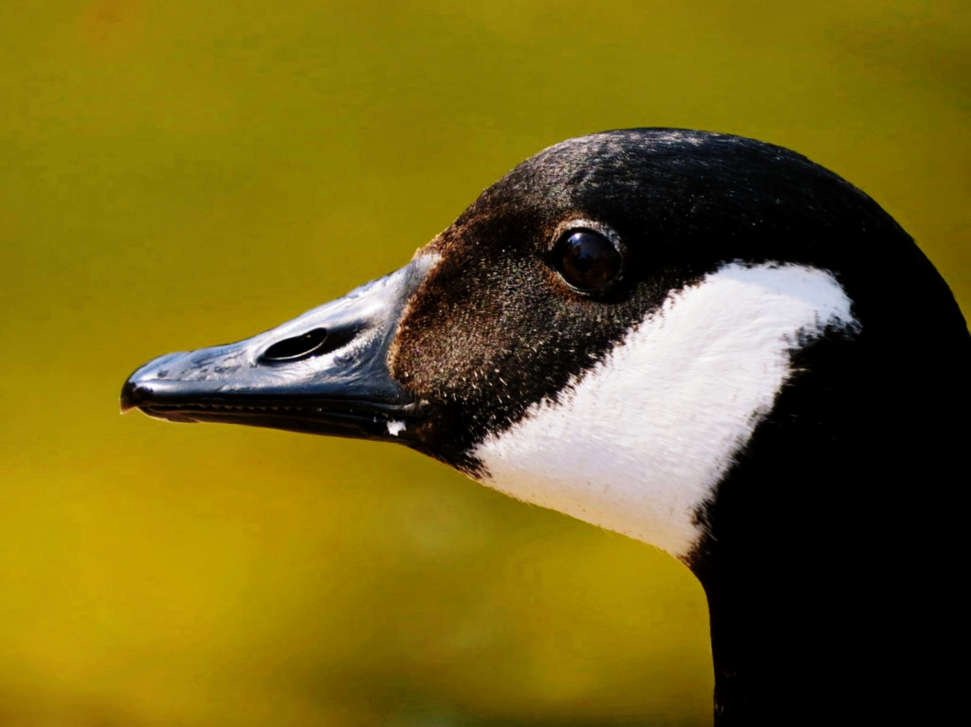 close up duck duck wildlife free photo