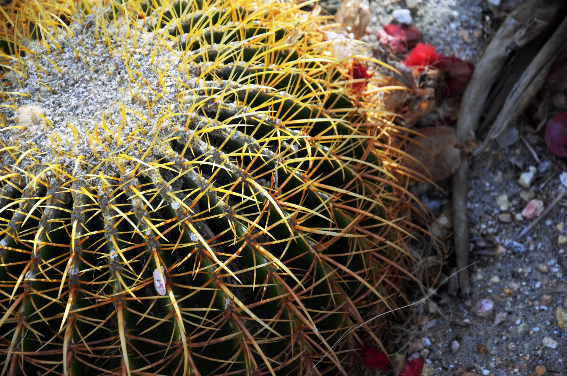 cactus cacti barrel cactus free photo