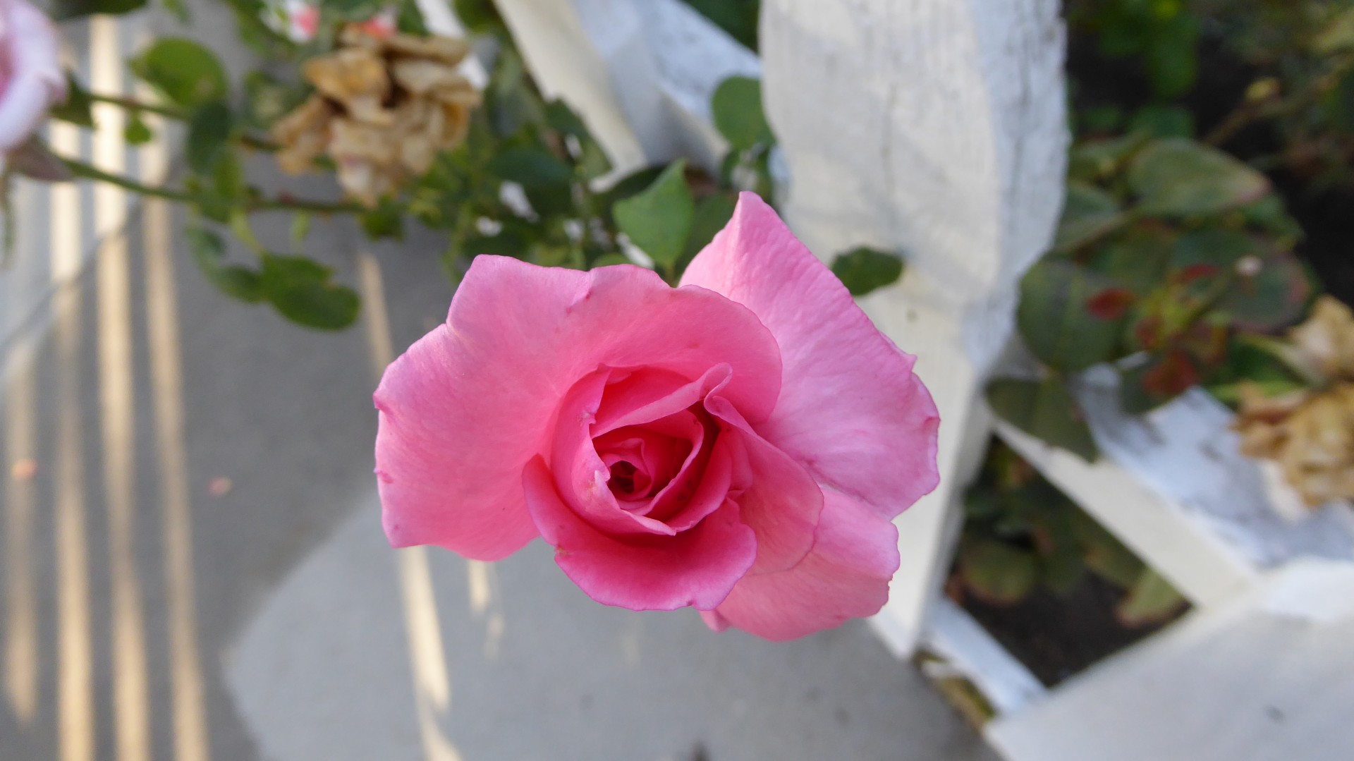 pink closeup flower free photo