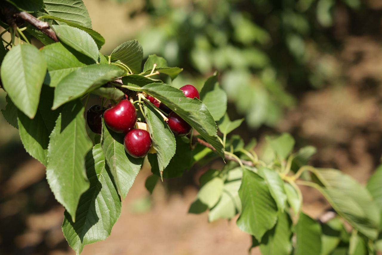 close up of cherries on tree  cherries on tree  red cherries free photo