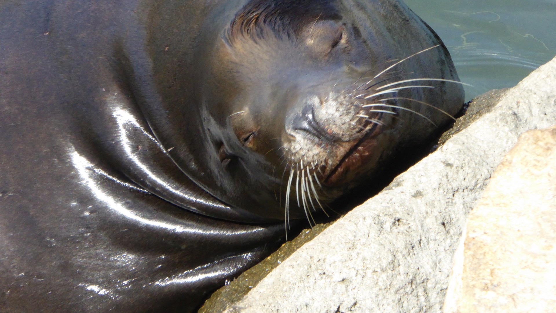seal mammal animal free photo
