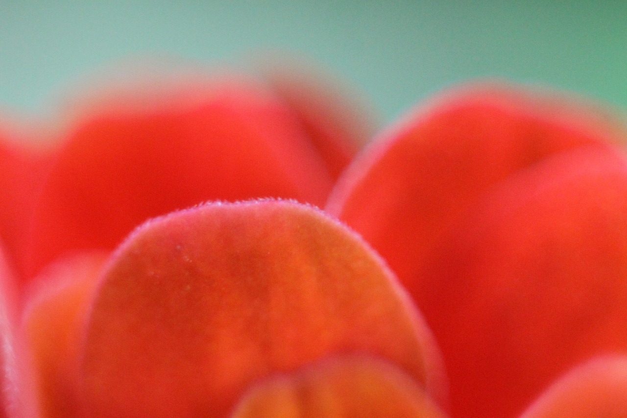 close up of flower petals macro flower free photo