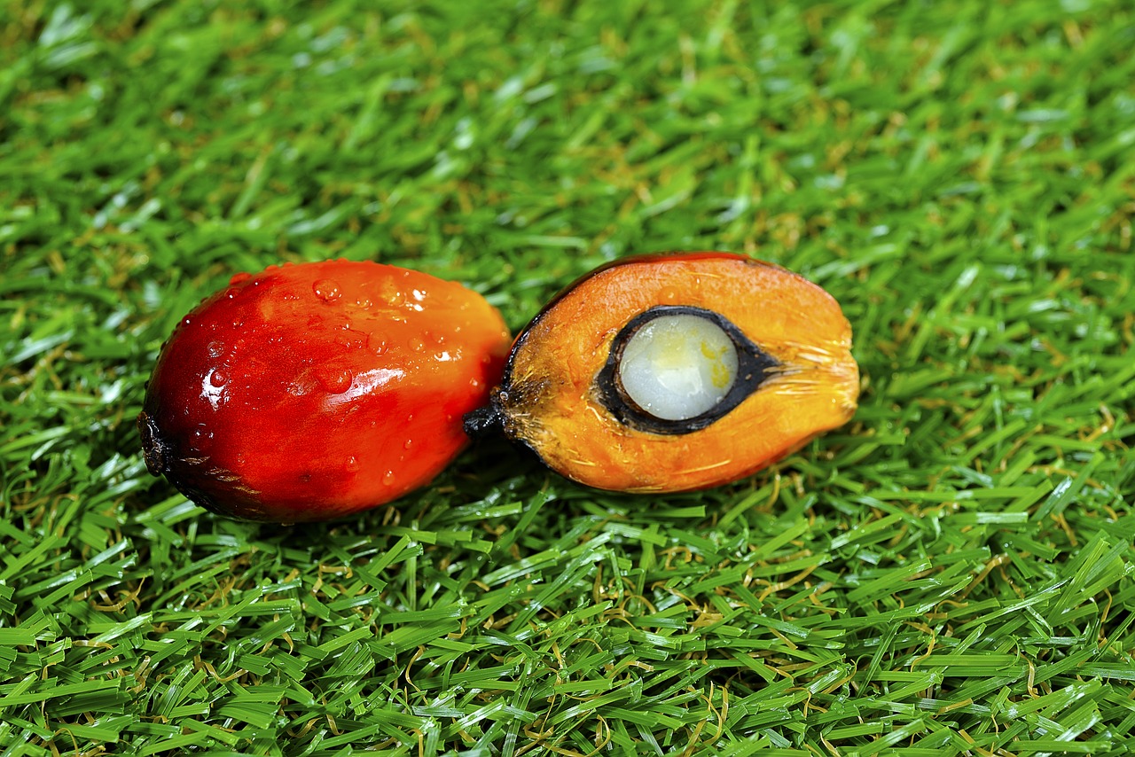 close up of fresh palm oil fruits  selective focus  grass free photo