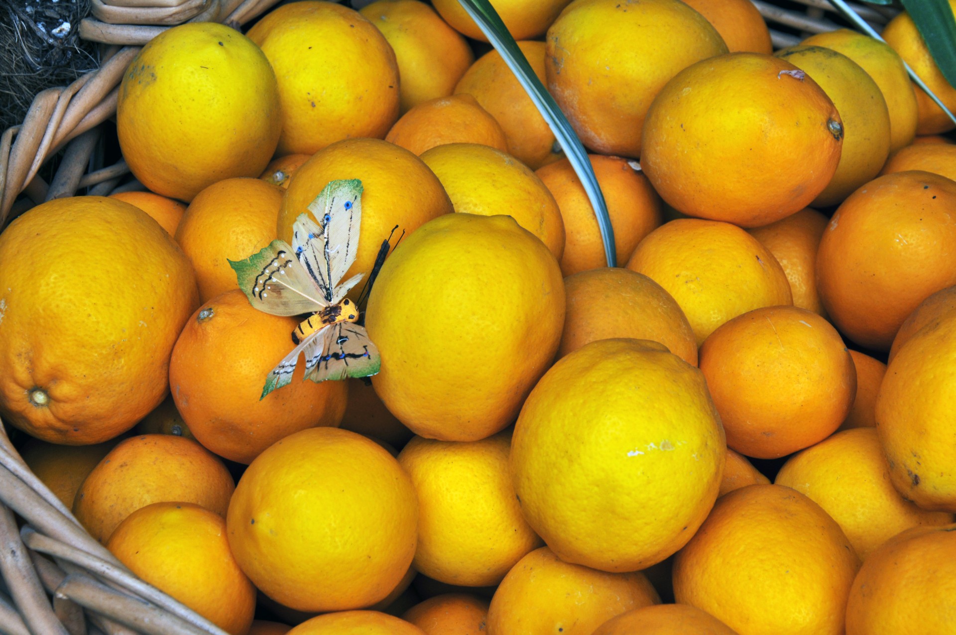 lemon lemons basket free photo