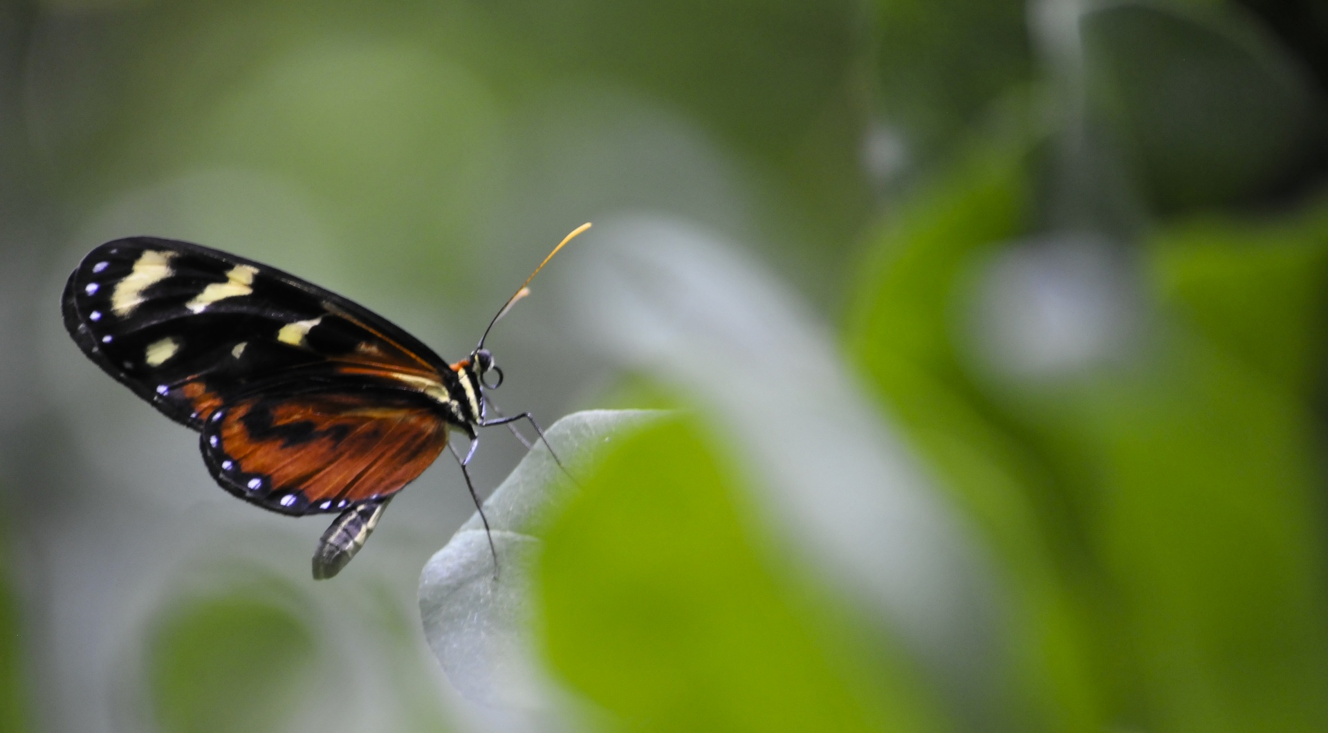 monarch butterfly butterfly butterflies free photo