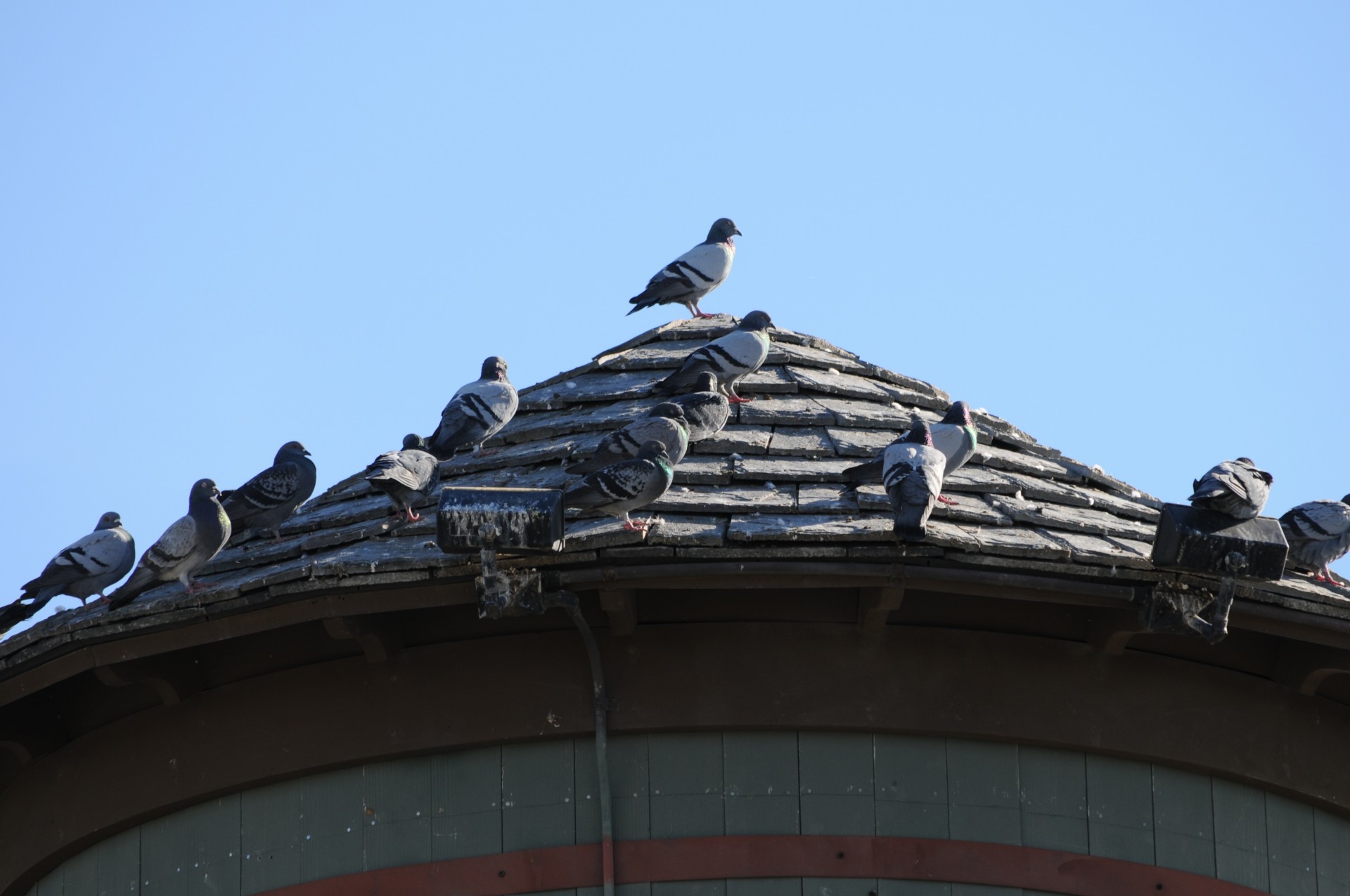 pigeon pigeons gather free photo