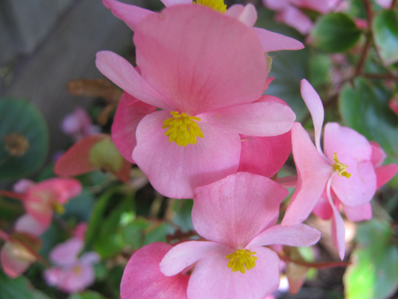 begonia pink flower free photo