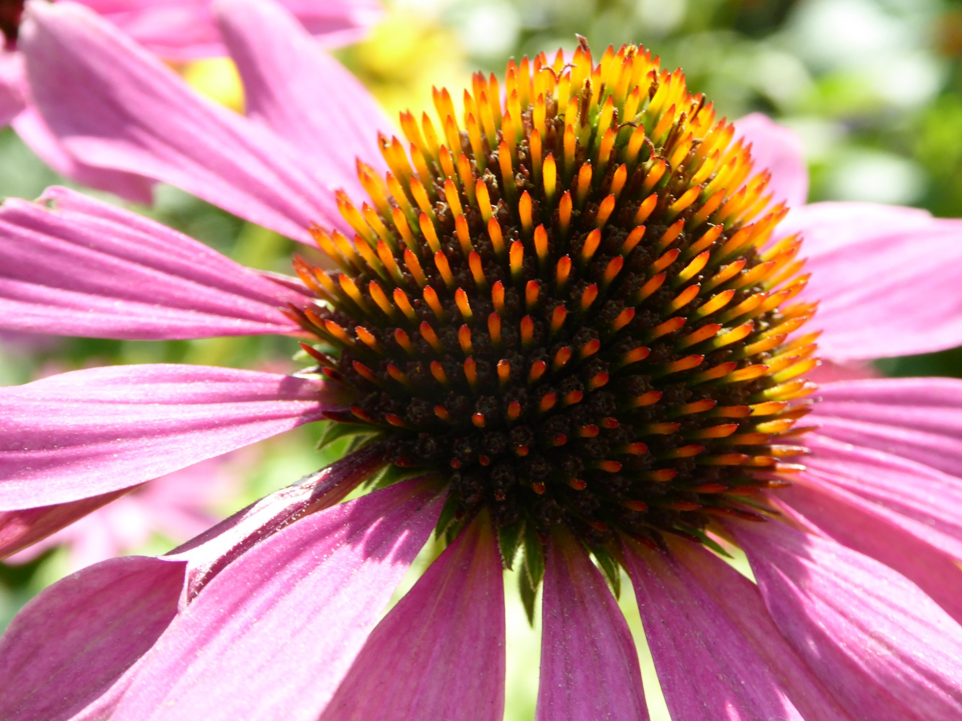 close-up flower purple free photo