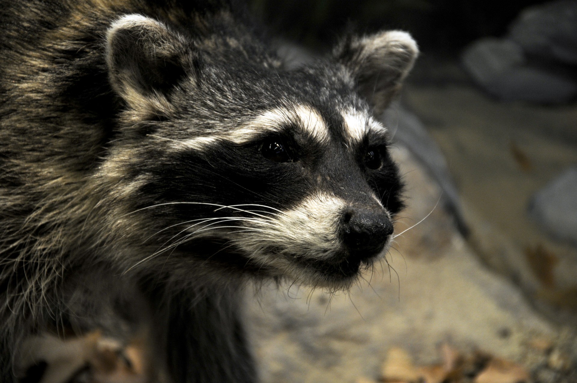 raccoon close-up close up free photo