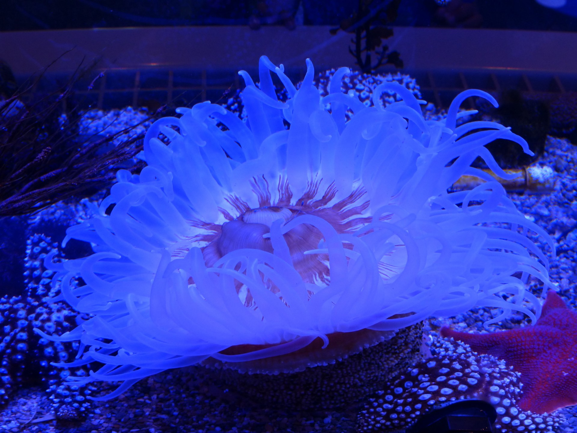 close-up aquarium sea anemone free photo