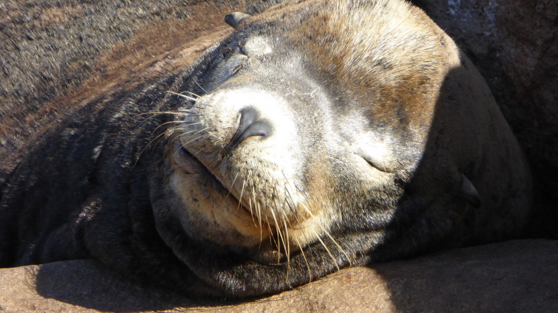 animal mammal seal free photo