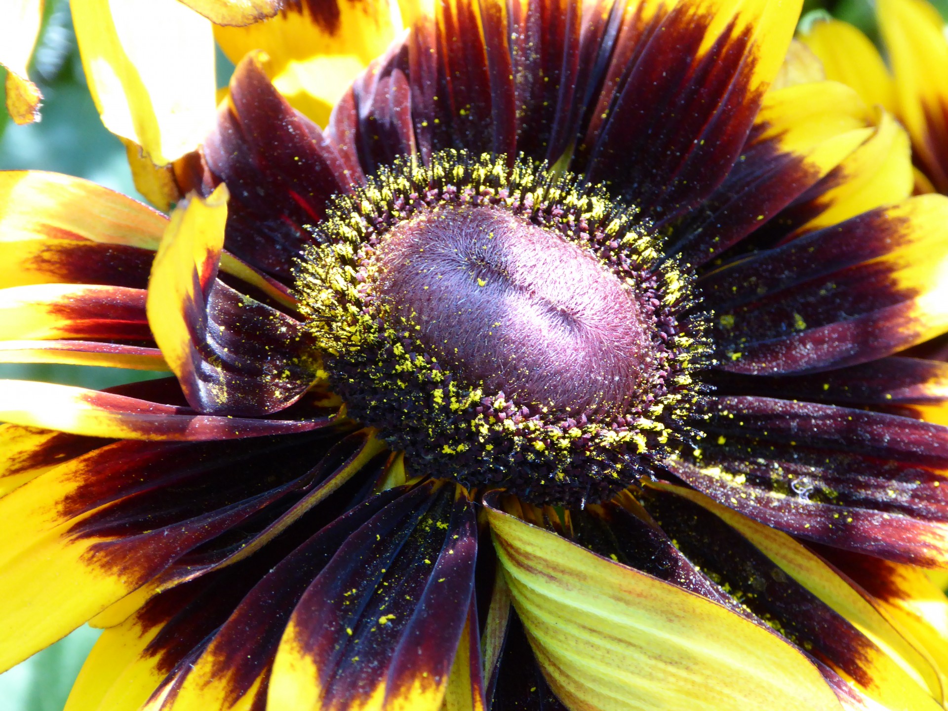 close-up sunflower flower free photo