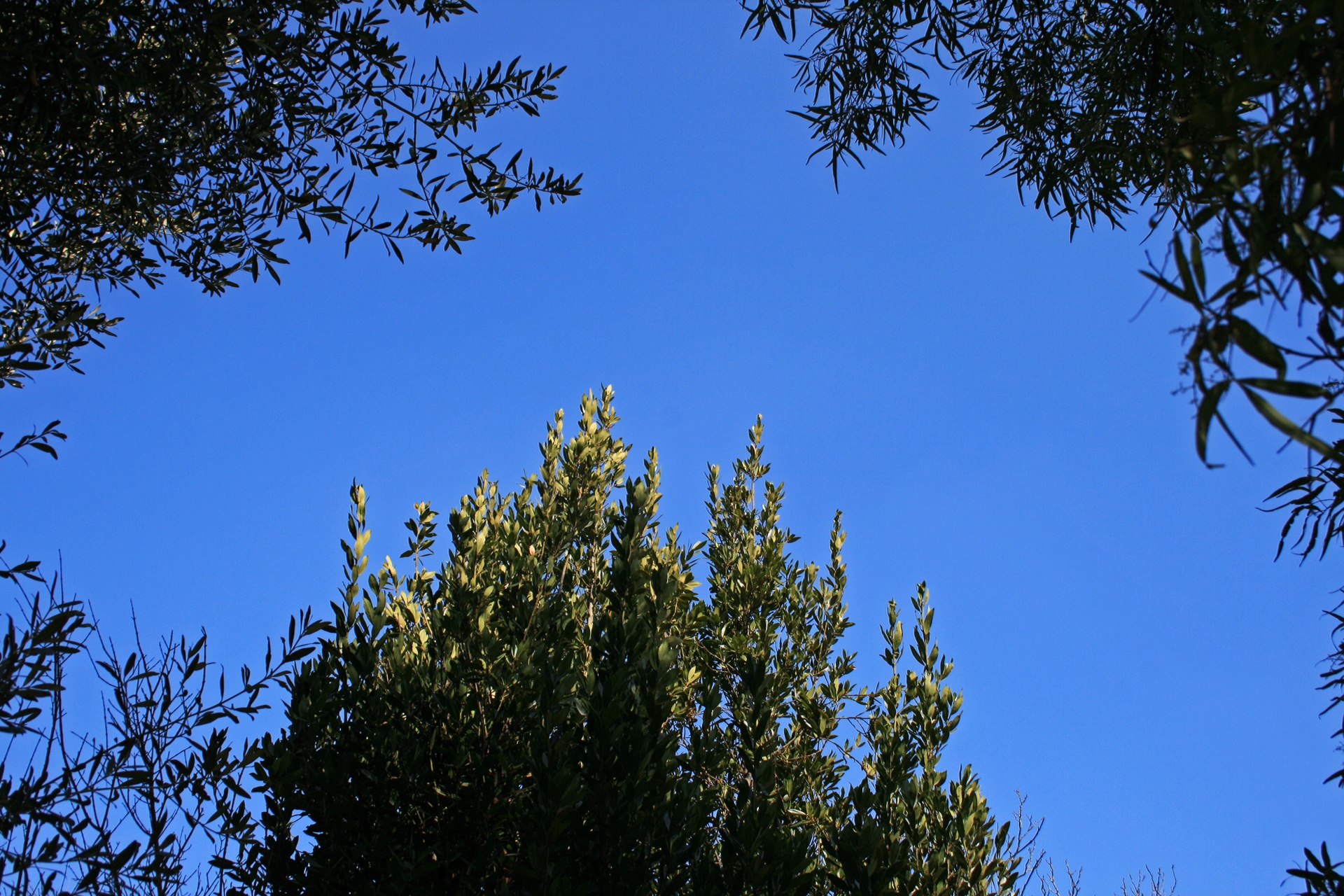 trees leaves tops free photo