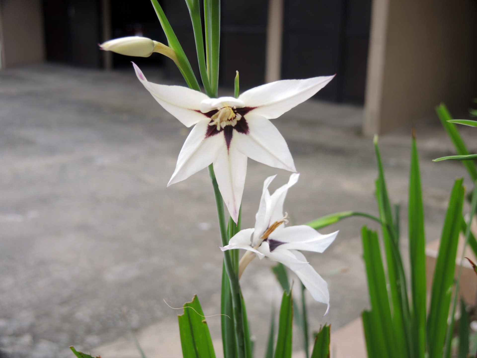 white flower beauty free photo