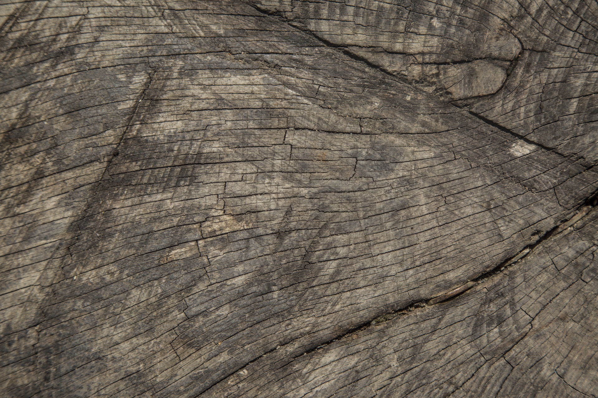 close-up texture wooden free photo