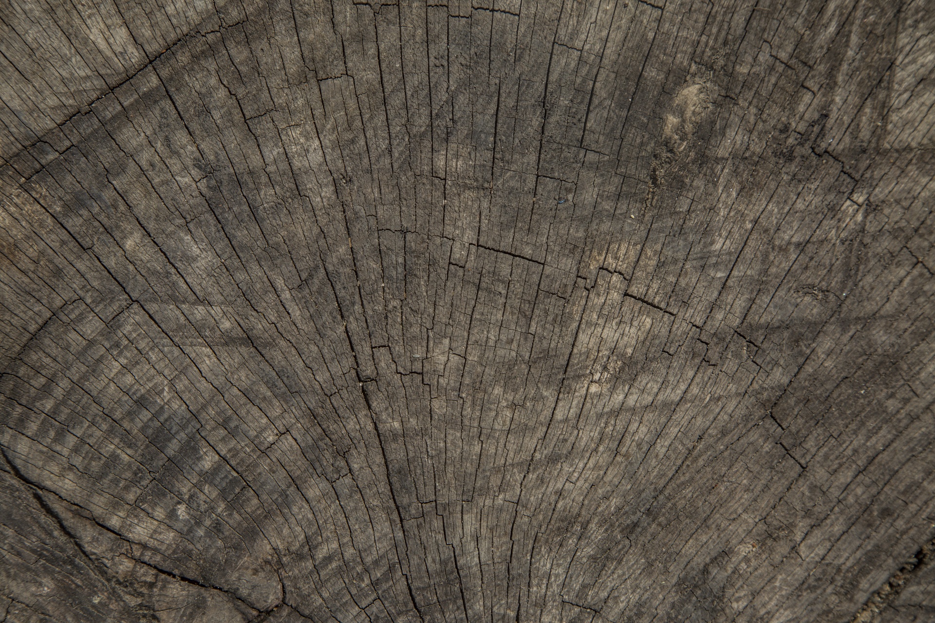 close-up texture wooden free photo