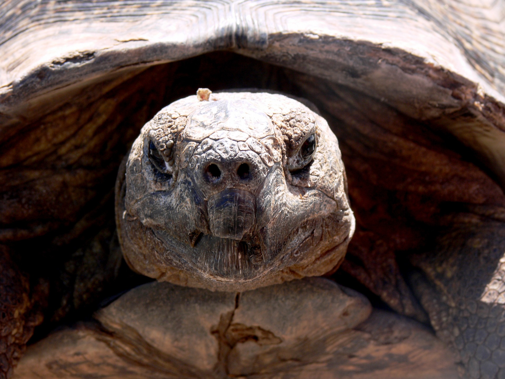 tortoise reptile head free photo