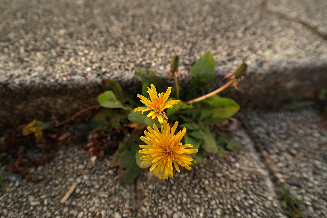 close-up view flowers yellow free photo