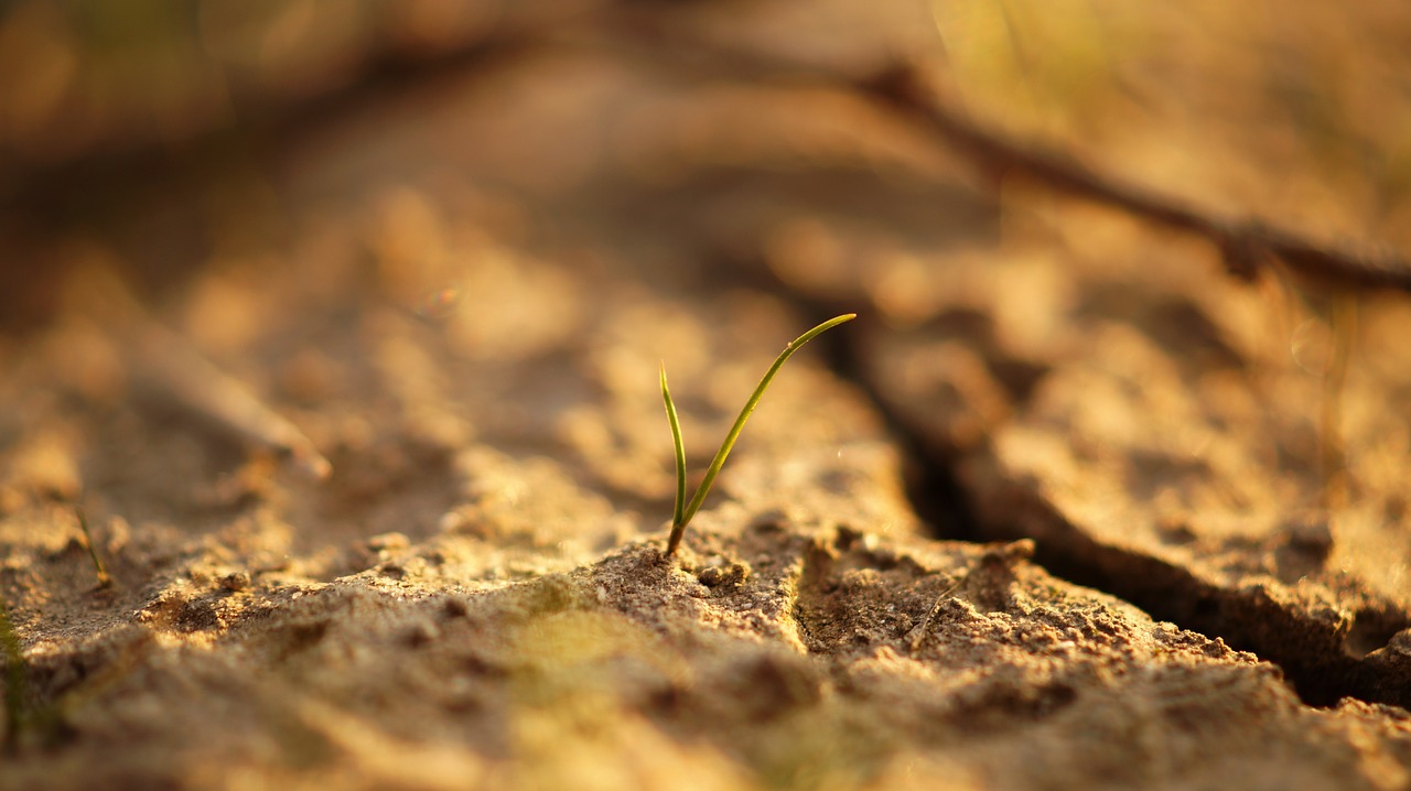 close-up view ground plant free photo